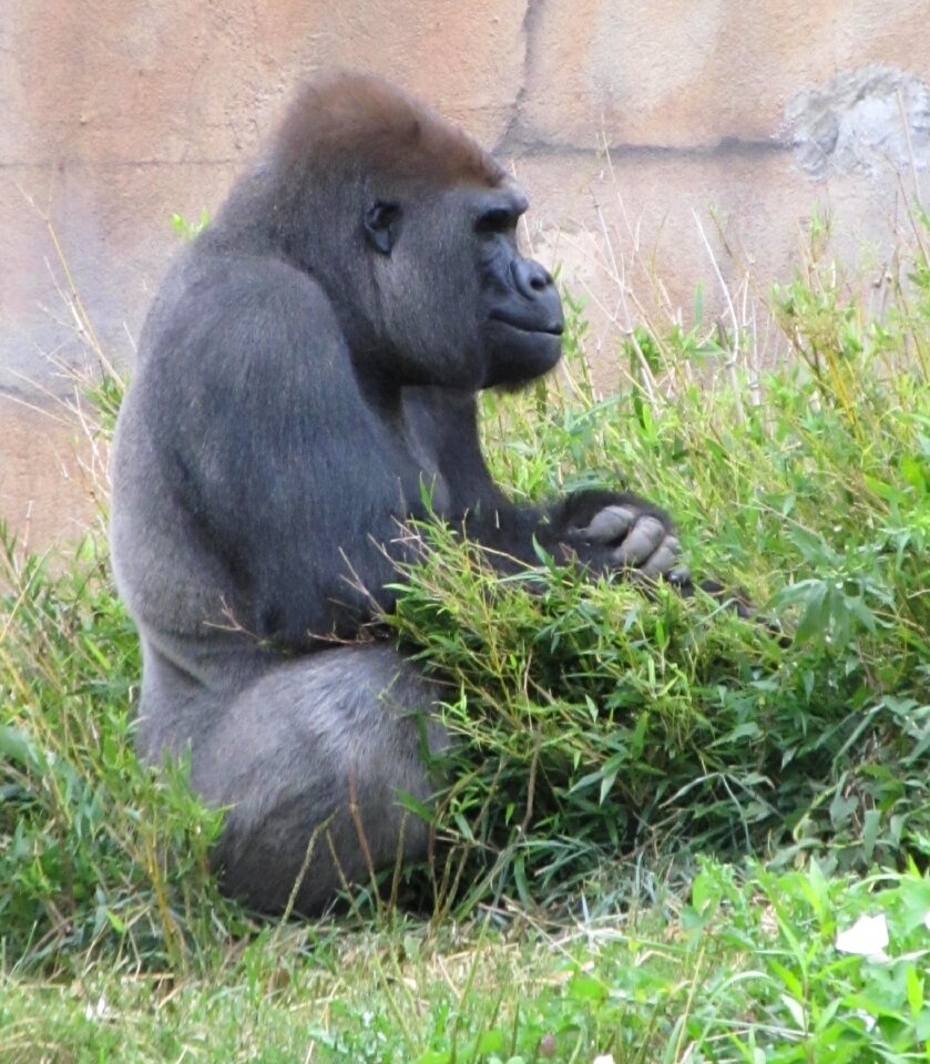 Thinking zoo animal