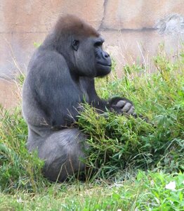 Thinking zoo animal