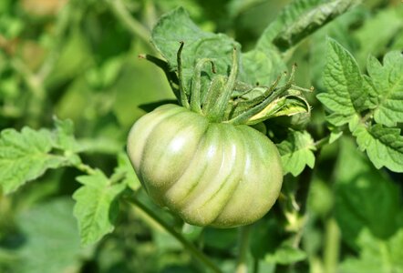 Vegetables immature food
