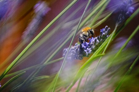 Lavender grass bee
