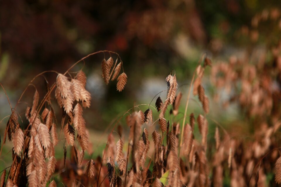 Nature brown autumn leaves