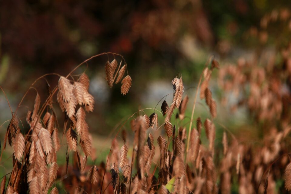 Nature brown autumn leaves photo