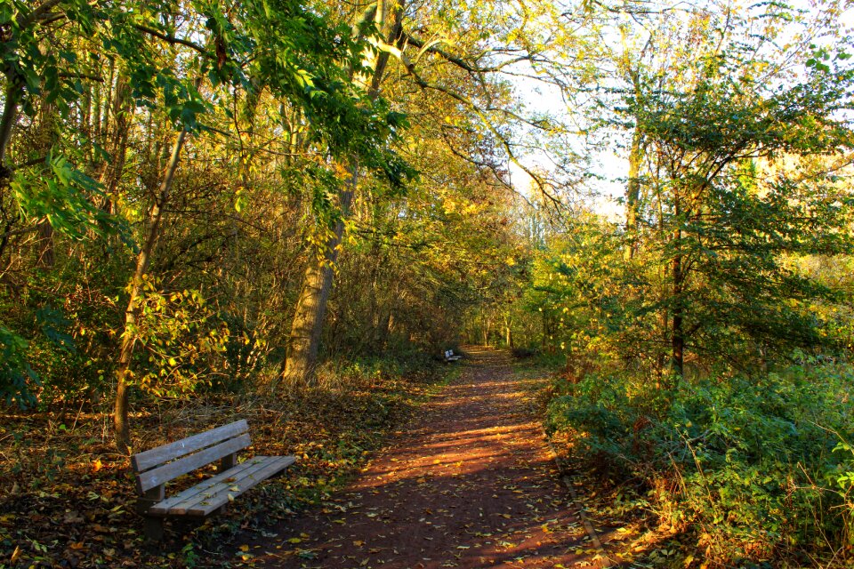 Mood fall colors fall foliage