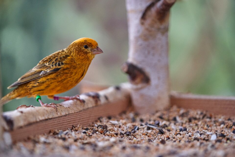 Treehouse garden bird feeder