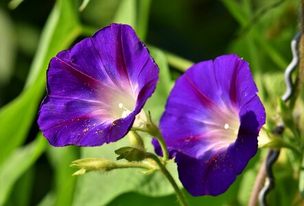 Climber plant bright flower