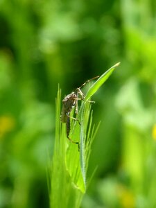 Nature plant lawn