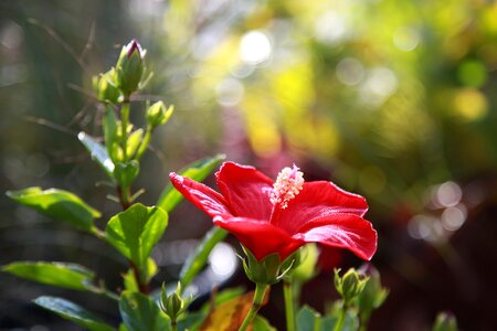 Petal wildflower hawaiian hibiscus photo