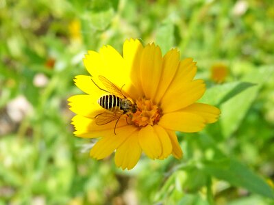 Libar nature summer