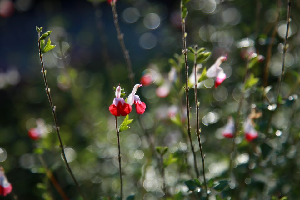 Plants wildflower fall flowers