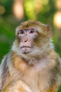 Primate mammal close up photo