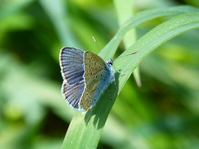 Blaveta commune rhopalocera insect photo