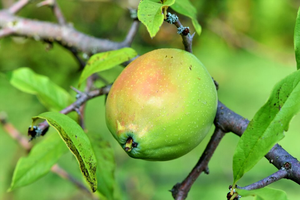 Bush ornamental shrub fruit
