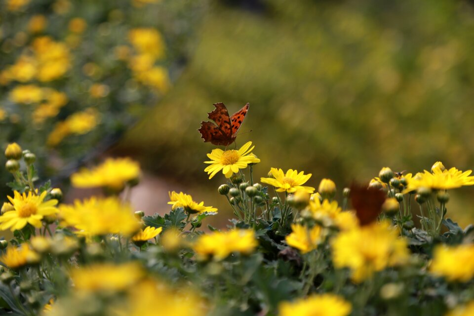Wildflower fall flowers butterfly