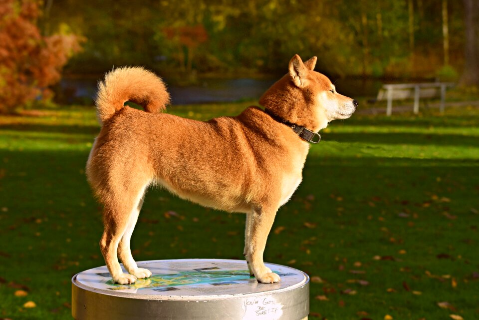 Pet domestic standing