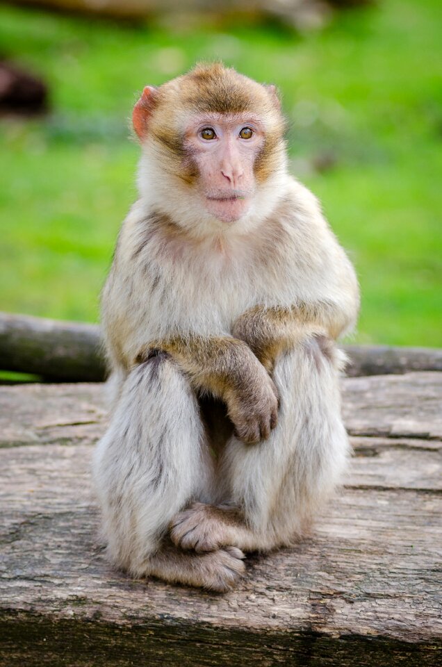 Primate mammal close up photo