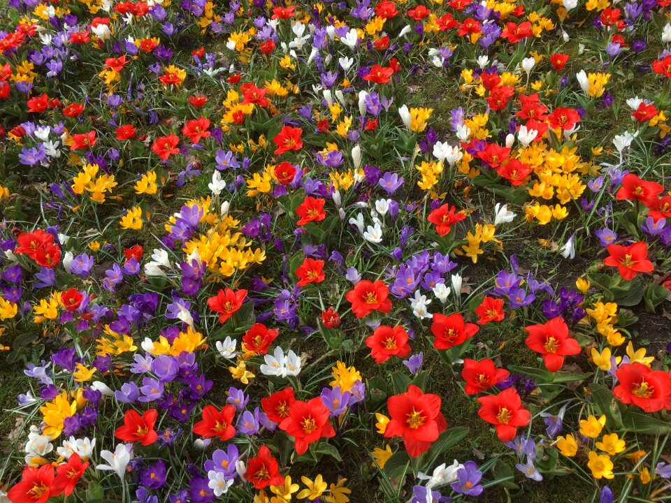 Flowers crocus springtime flowers