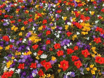 Flowers crocus springtime flowers photo