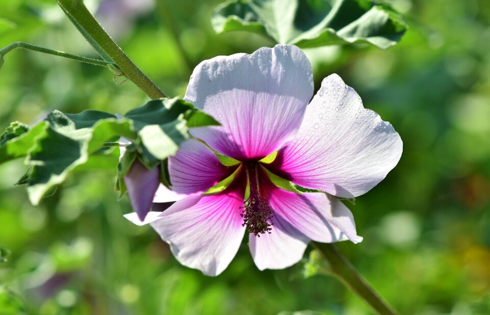 Lavatera hollyhock flower blossom