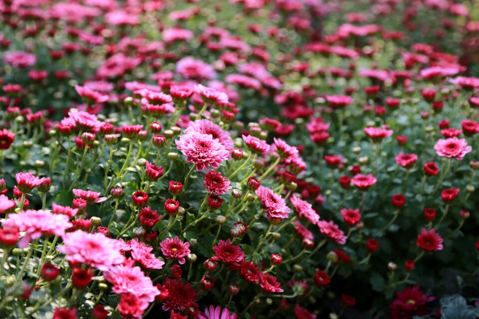 Wildflower fall flowers chrysanthemum