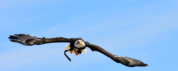 Bird raptor bird of prey photo