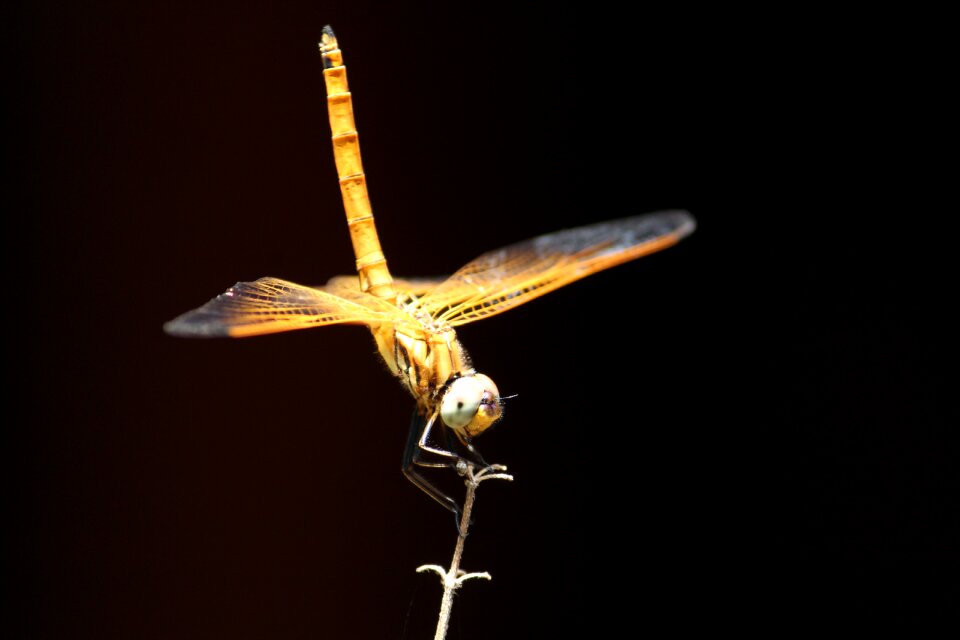 Wildlife fly outdoors