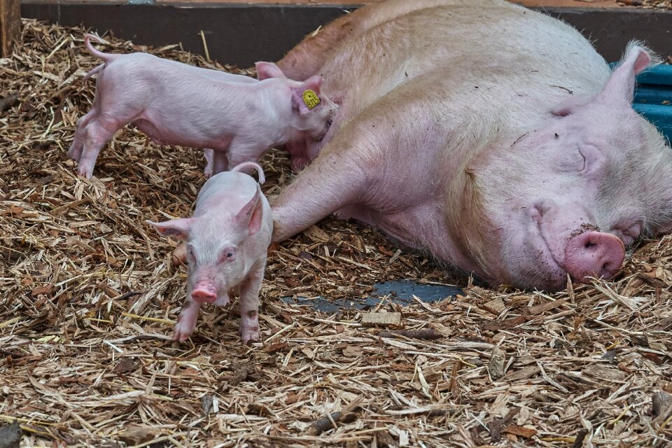 Piglet funny young animals