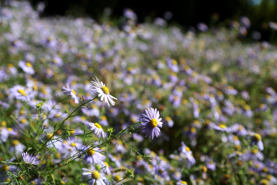 Wildflower fall flowers chrysanthemum
