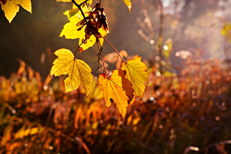 Tree autumn color sunlight