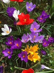 Farbenpracht crocus flowers photo