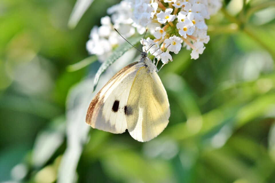 Flight insect butterflies wing