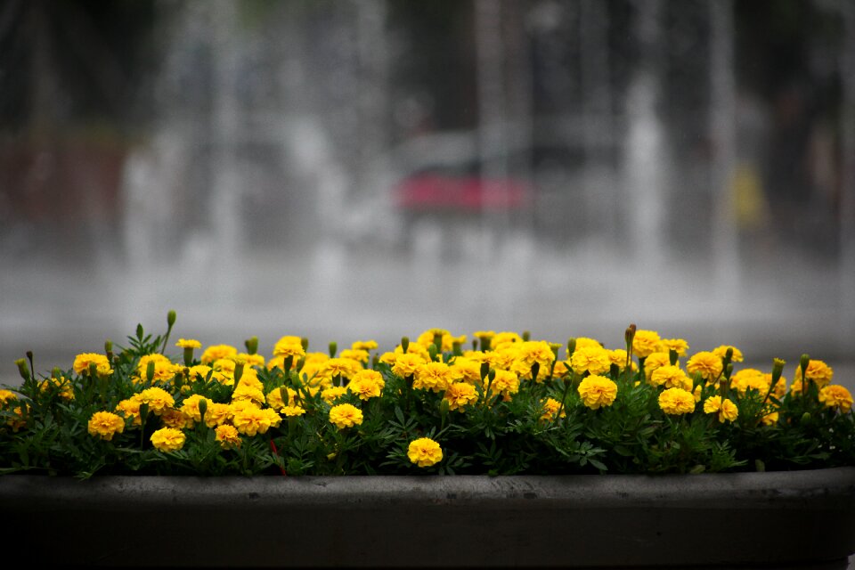 Flowers fountain park