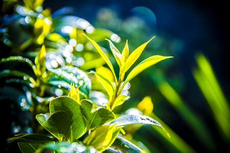 Summer garden environment