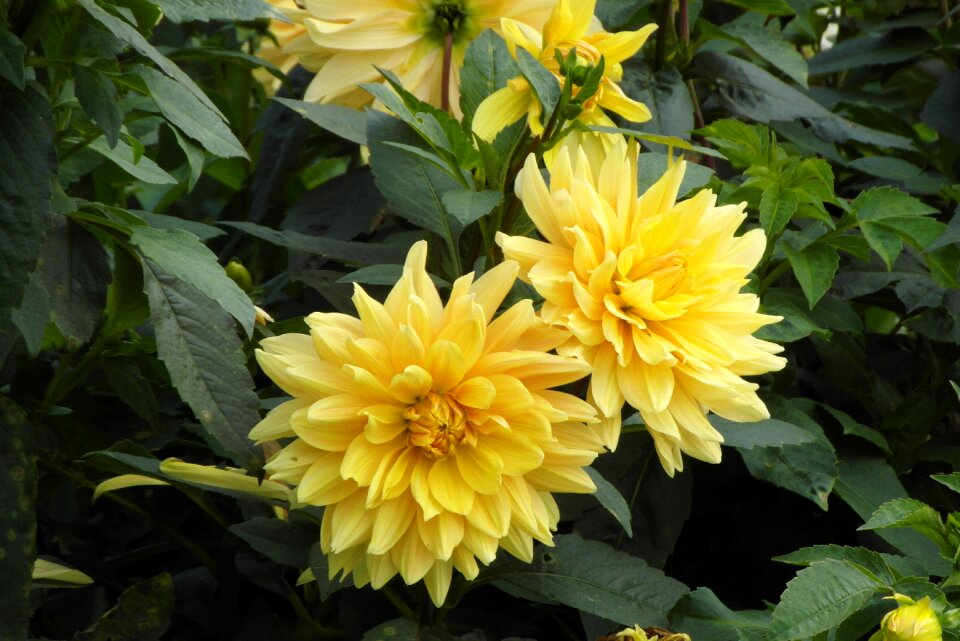 Yellow in the fall plant