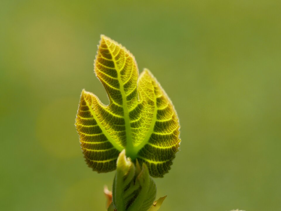 Fig tree leaf green