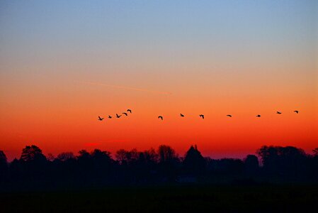 Skies birds silhouettes