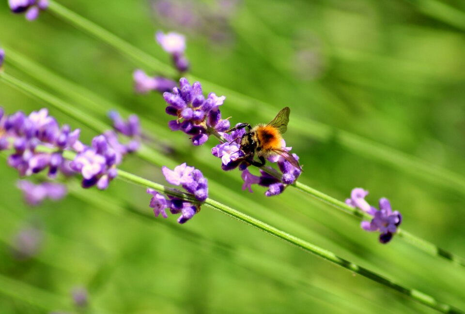 Summer violet nature