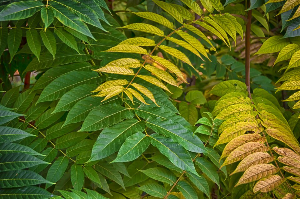 Green leaves foliage pattern texture