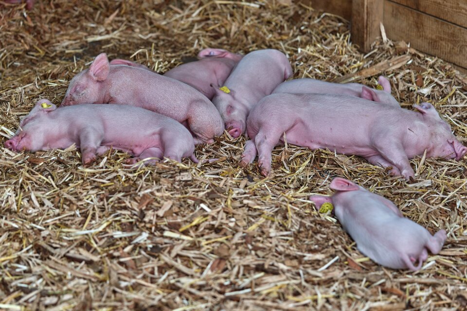 Piglet funny young animals
