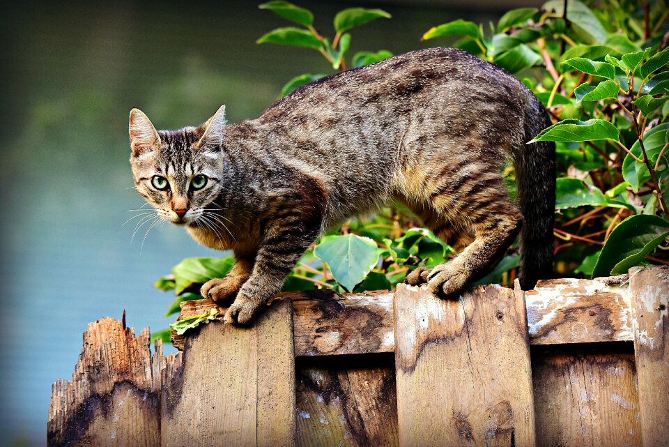 Feline pet domestic