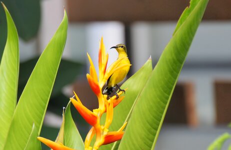 Back sunbird wild