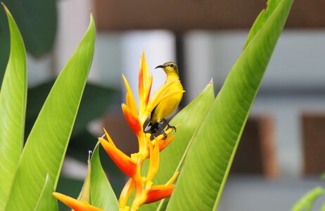 Back sunbird wild photo