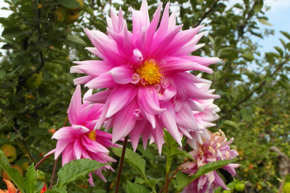 Pink in the fall plant