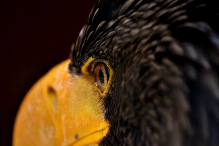 Bird raptor bird of prey photo