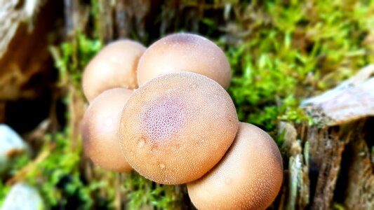 Tree stump moss forest photo