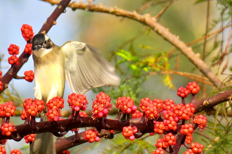 Park tropical wildlife