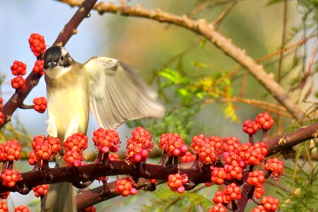 Park tropical wildlife photo