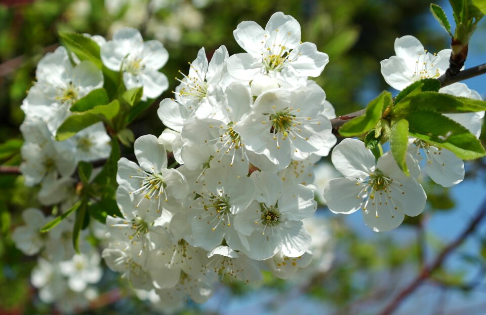 Tree plant branch