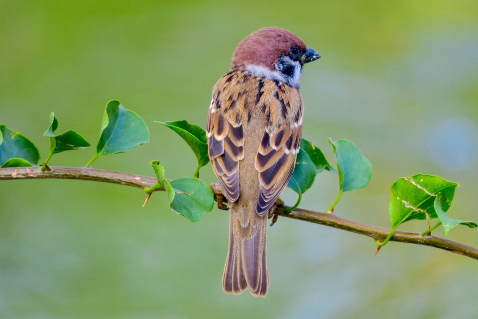 Stone sparrow beak