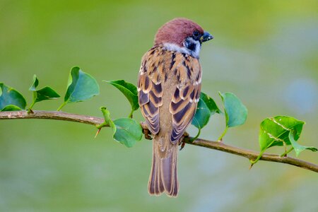 Stone sparrow beak