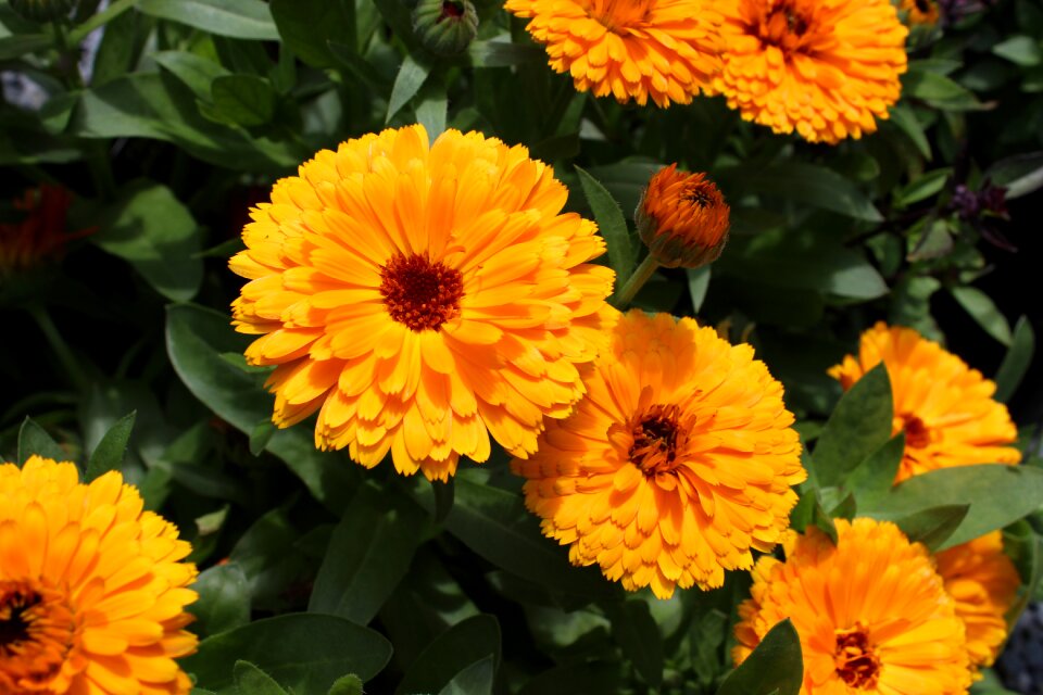 Gardening calendula officinalis medicinal plant